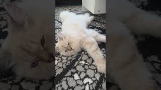 #lila #prenseslila #konusankediler #kedivideoları #cat #catshorts #cute #cutecat #funny #kedi
