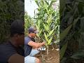 Corn Seeds For 6 Ears Per Stalk Here S The Truth