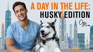 A Day in the Life: Siberian Husky Edition | Doctor Mike