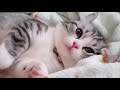 43+ Gambar Lucu Yang Mudah
