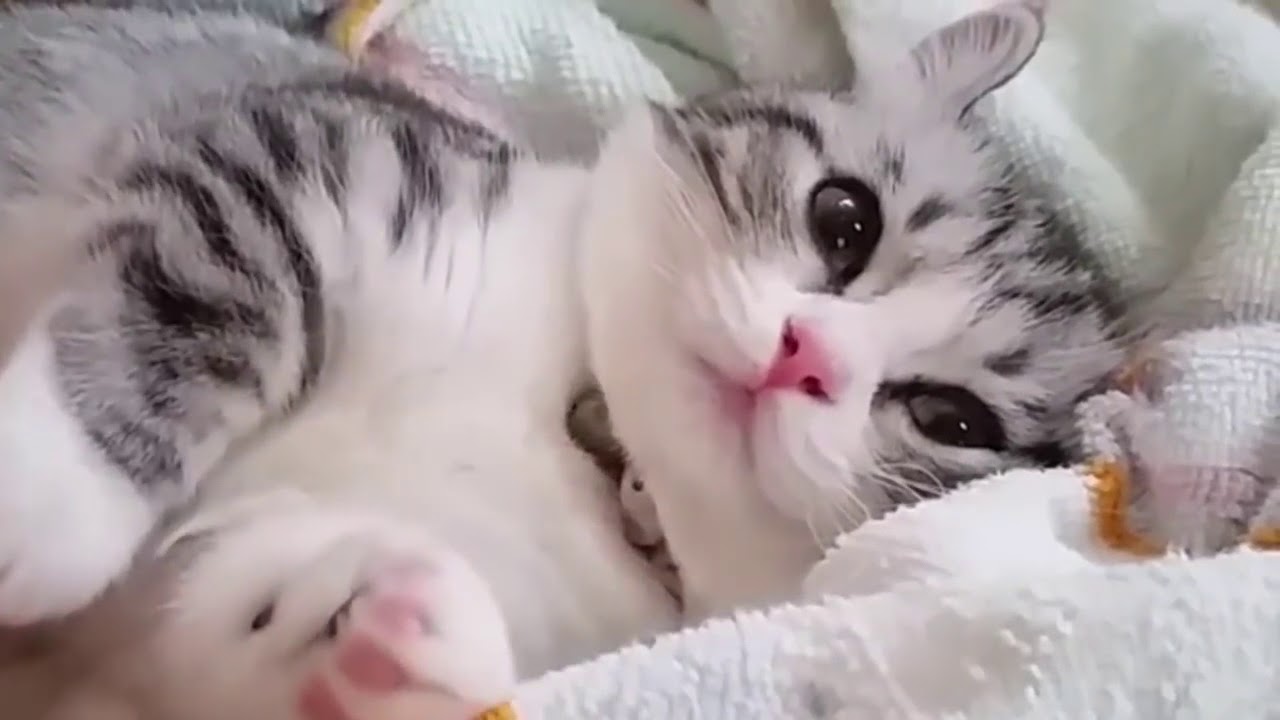  kucing  laper pengen makan Kucing  Kucingan YouTube