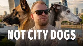 The Worst Dog Breeds For City Living (And the Ones That Actually Thrive)