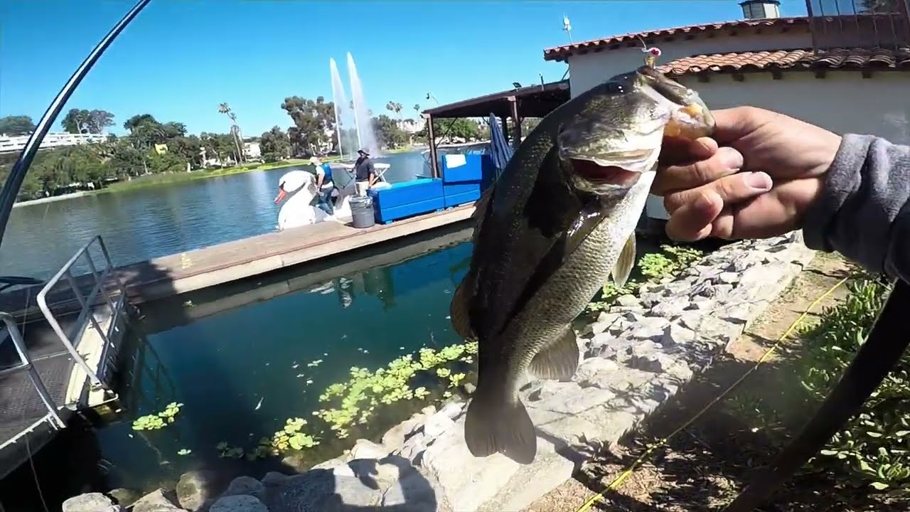 LOBINAS en el centro de la ciudad // echo park bass fishing