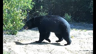 New Hampshire Trail Cam, July 2022 — Black bear and a turkey family