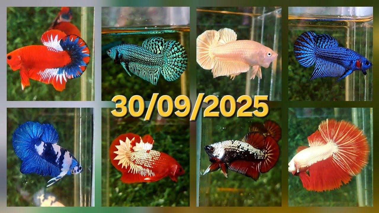 30/09/2025, BETTA GIÁ RẺ: HALFMOON, DUMBO, NEMO HM, HOANG, DÃ, MARBLE DOT, RED FANCY, FCCP.