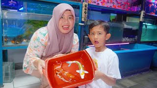 Selamat Tinggal Ikan Koi Beli Ikan Koi Baru
