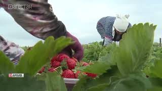 Аграрии Дагестана готовятся к сбору клубники