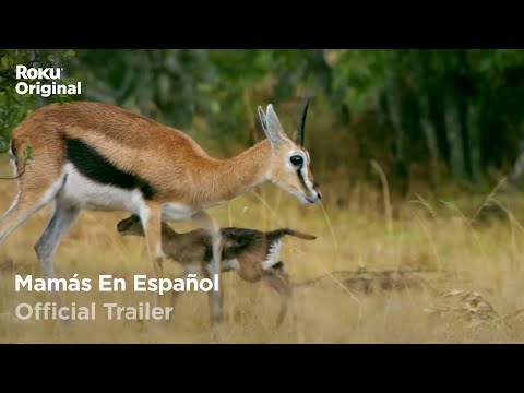 Mamás En Español | The Roku Channel Mexico - Mamás En Español | The Roku Channel Mexico