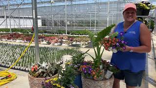 Planting a Container Combination Using Emerald Isle Alocasia and a Container Using a Palm Tree