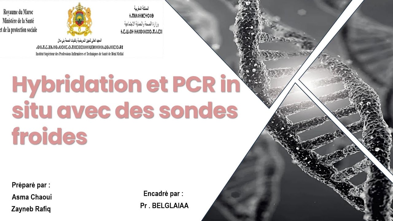 Hybridation et PCR in situ avec des sondes froides