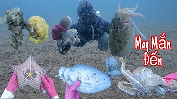 Cá Ngựa Vàng Siêu Hiếm - Chĩa Mực Nang - Bắt Bạch Tuộc Mĩ - Ghẹ So - P383