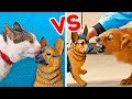 KATZE vs HUND || Lustige Haustier-Streiche und Hacks