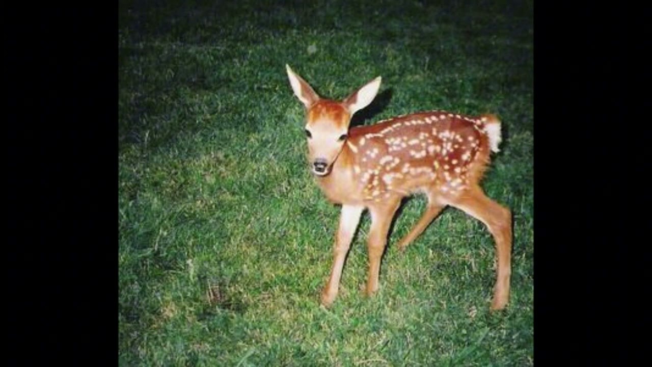 (free) frank ocean x montell fish type beat - 