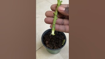 How to Propagate a Pear Tree Branch #shorts #peartree