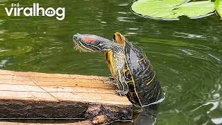 Turtle Falls Off Log After Heroic Climbing Attempt || ViralHog