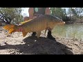 Murray River Camping  - Yabbies and Giant Carp