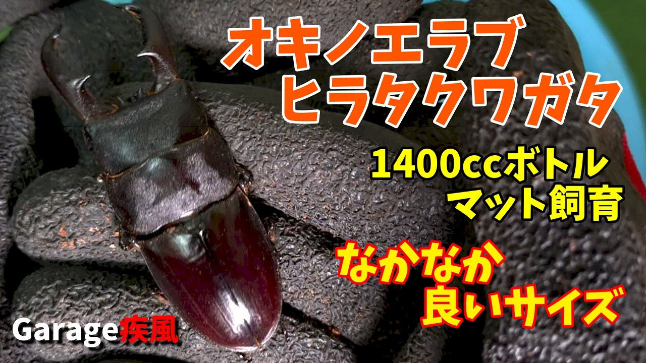 オキノエラブヒラタクワガタ羽化 1400ccボトルでマット飼育 #クワガタ