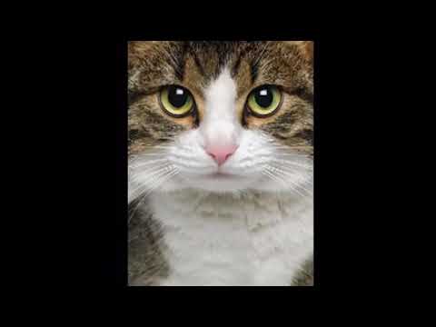 Video: Sú Mačky Svojou Povahou Zlé, Zlé Alebo Pomstivé?