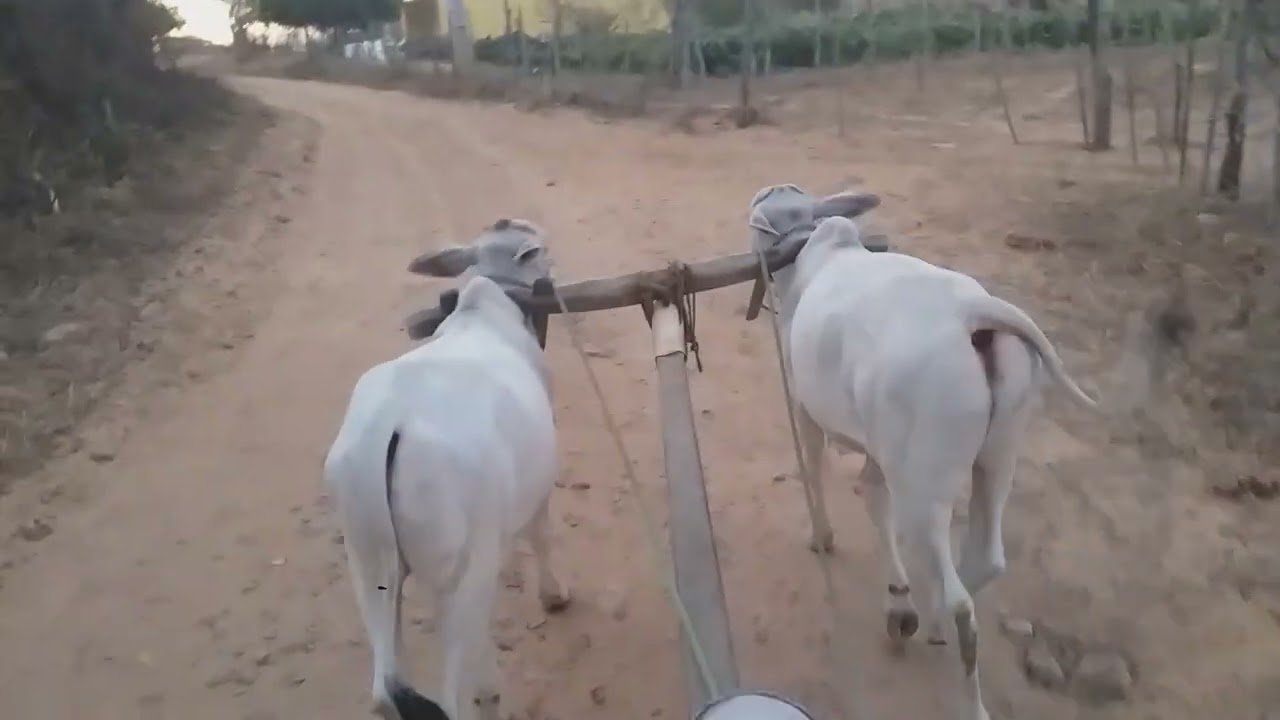 Trabalhando os bezerros