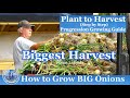 How to Grow BIG Onions  -  Our BIGGEST Onion Harvest !