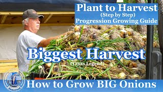 How to Grow BIG Onions  Our BIGGEST ONION HARVEST