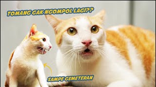 KUCING KAMPUNG INI ANTI KELUAR RUMAH by Kucing Cemara 4,822 views 4 weeks ago 12 minutes, 54 seconds