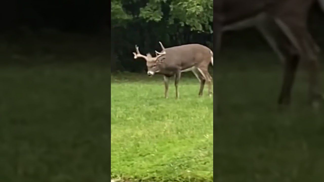 Giant Whitetail Deer Buck Rut Behavior!!  