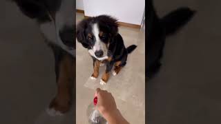 JUGUETE INTERACTIVO PARA TU PERRO RÁPIDO Y FÁCIL  #Shorts #shortvideo