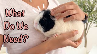 Essential Care Tips for Guinea Pigs : What They Need Most!