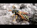 Wasp