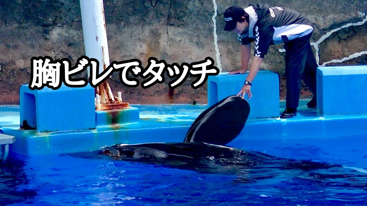 シャチ リンちゃん 胸ビレでタッチしました【名古屋港水族館】Killer
