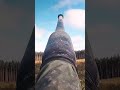 Panzerhaubitze 2000: Monster Artillery that Hits from Tens of Kilometers! #usa #ussnimitz  #military