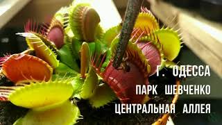 Одесса День независимости Украины 2018 Хищные растения и кактусы. Венерина Мухоловка