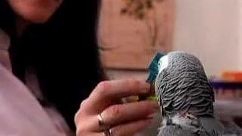 Alex The Parrot