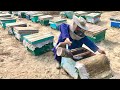 Honey Bee Farming || How To Get Pure Honey 🍯 By Honeybee