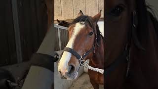 Næsten Alle Heste Fra Min Rideskole Önig