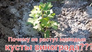 Почему не растут кусты молодого винограда?Как с этим бороться!