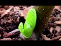 Rooting a Fig Cutting Without Rooting Hormone | How to Root fig Tree Cuttings and Keep Them Alive