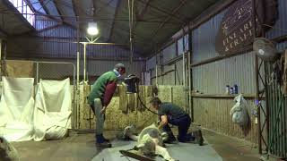Alpaca shearing - James Dixon