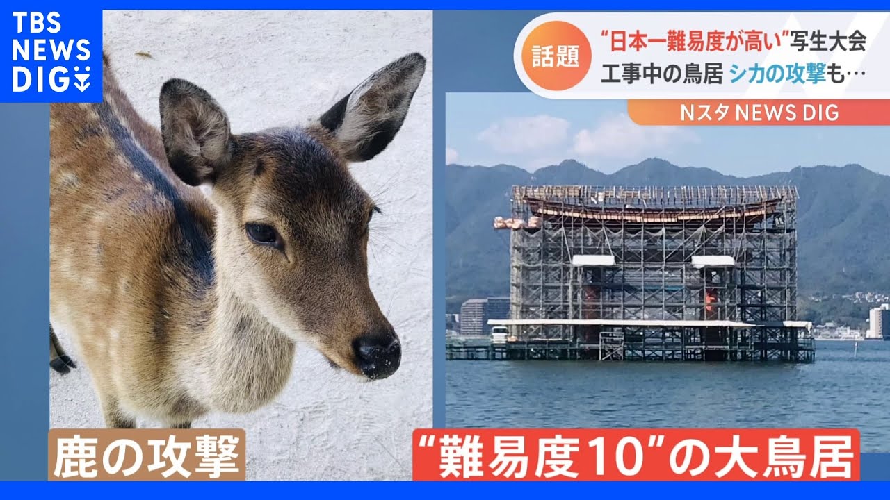 最高難度”の写生大会がついに開催！修復工事中の宮島の大鳥居はどの