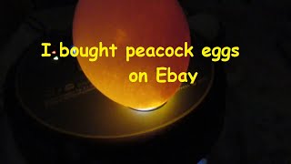 Is Any Body There? Hatching Pea Eggs Bought On Ebay