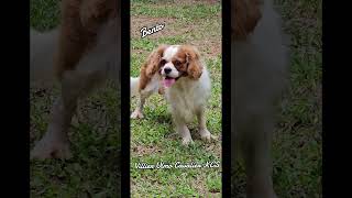Villier Ulmo Cavalier KCS #cavalierkingcharles#cavaliers#cavalierlovers#cavaliersofinstagram