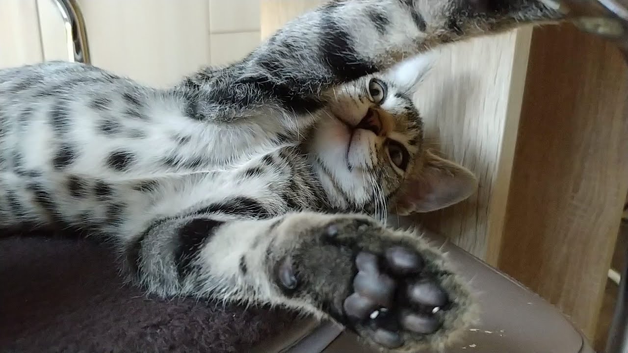 Look at my soft belly, human