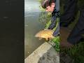 Carp release | #fishing #fish #carpfishing #carp #wyreside #wyreparks #howtofish #carprelease