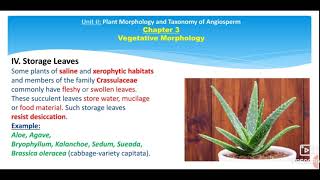 XI   BOT   CHAP  3   Vegetative Morphology   Modifications of Leaf and Ptyxis