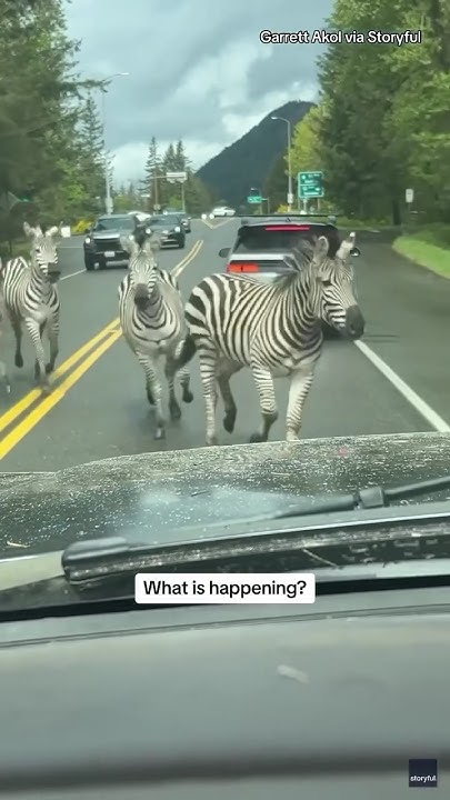 Zebras running loose in North Bend, WA - YouTube