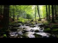 Relaxing Nature Sounds, ASMR