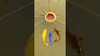 Survival Skills: Unreal Fish🐠 Trap with watermelon🍉 ! #bushcraft #camping #outdoor #survival