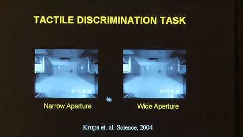 Dr. Miguel Nicolelis Explains Brain to Brain Interface Study Published in Scientific Reports