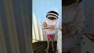 Homestead beekeeping: How to install a beetle trap!